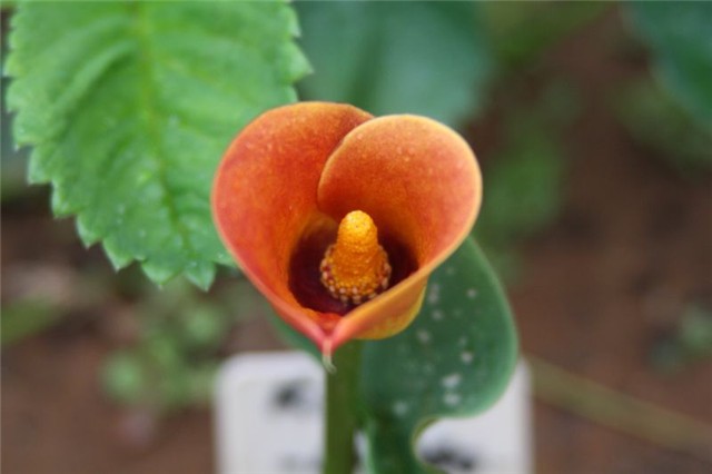 Kala Mango